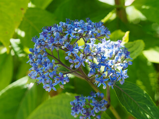 'Dichroa febrifuga' Magnifique bouquet de fleurs de couleur bleu indigo dans un feuillage vert...