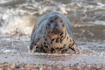 Atlantic Grey Seal female coming ashore