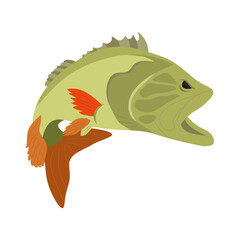 image of river perch, realistic image of predatory fish, freshwater fish, shop logo
