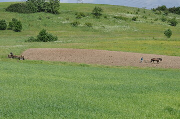 Prace polowe. Orka. Polska - Mazury - Warmia. © Rafa