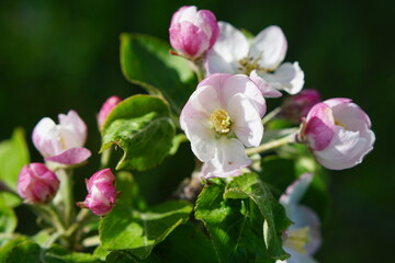 apple blossom