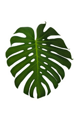 Big green leaf of Monstera plant isolated on white
