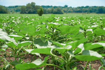 Fototapeta na wymiar agricultural field with young sunflowers at bright sunny day