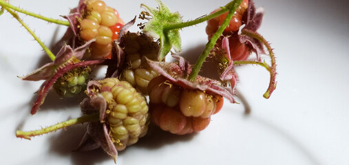 Unripe raspberries. Green raspberries.