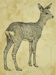 vector illustration of a deer
