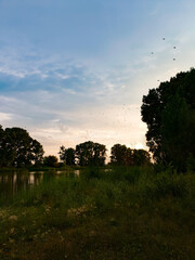 Fishing on the pond. Pond. Summer. Sunset