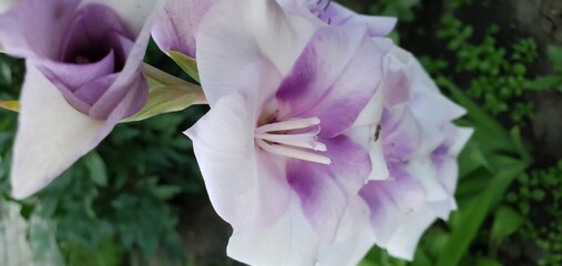 Gladiolus, flower, background