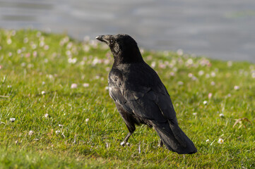 raven on the grass
