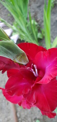 Gladiolus, flower, background