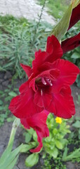Gladiolus, flower, background