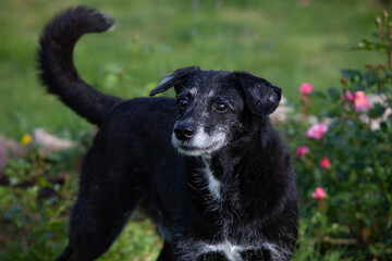 Black coated xolo veteran in the summer garden