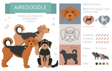 Designer dogs, crossbreed, hybrid mix pooches collection isolated on white. Airedoodle flat style clipart infographic