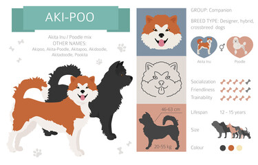 Obraz premium Designer dogs, crossbreed, hybrid mix pooches collection isolated on white. Aki-Poo flat style clipart infographic