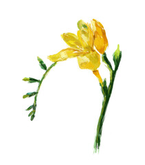 yellow freesia with buds on a white background, digital drawing