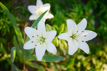 Blooming lily on a green background