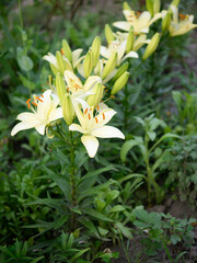 Blooming lily on a green background