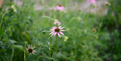 Echinacea, flowers in the garden
