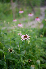 Echinacea, flowers in the garden