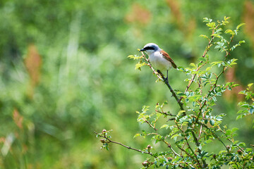 Red-backed shrike (Lanius collurio) male sitting on a branch	