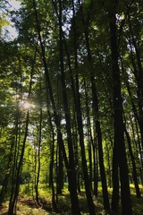 Obraz na płótnie Canvas the sun's rays pass through the trees in the forest