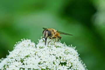 brown little fly on a white wild flower on a green background in a summer park