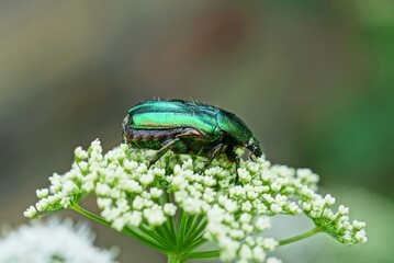 green bug collect pollen on a white flower on nature in a summer garden