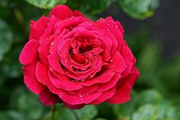  big bud of a blooming red rose flower in drops of water 