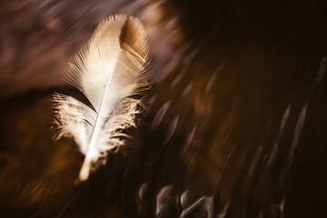 Feather on surface of water