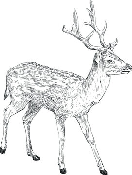 Hand drawn deer
Deer hand drawn vector illustration realistic sketch
