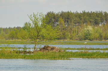 Żeremia bobr&oacute;w nad rzeką Narew