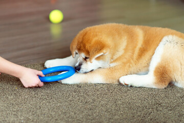 akita inu puppy playing with toys at home