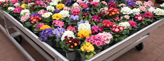 A trailer full of  colorful primroses. These beautiful floers are yellow, pink, white, light blue, violet and red. 