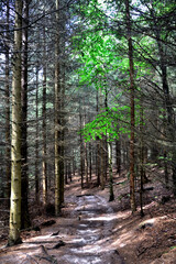 Sächsische Schweiz im Elbsandsteingebirge, Schrammsteine