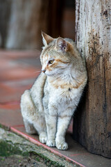 Oaxaque&ntilde;o el gato 