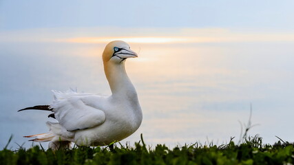 Close-up portrait of great white colorful seabird. Northern Gannet, Morus bassanus.