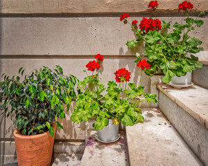 vibrant red geranium flowers on marble stairs closeup, space for text