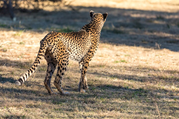 Cheetah running in South Africa, Acinonyx jubatus. Guepardo.