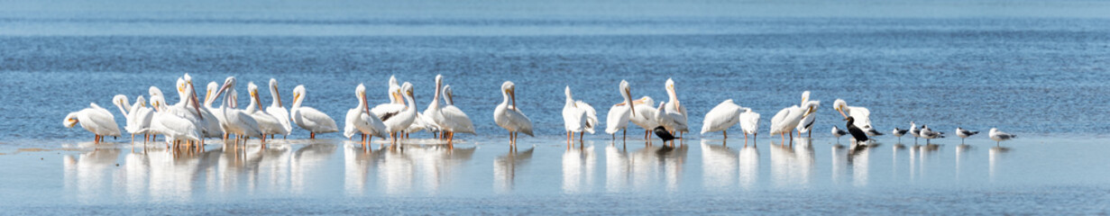 High resolution panoramic photo of a flock of American White Pelicans along with several seagulls and a pair of Cormorants standing on a submerged sandbar near Sanibel  Island, Florida