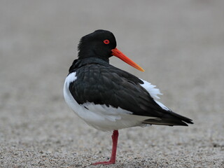 Close-uup portrait of black and white wader with long orange beak on a beach. Eurasian Oystercatcher, Haematopus ostralegus.