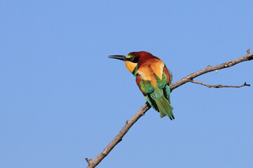 Close-up portrait of Bee-eater sitting on the tree. Flying jewel. European Bee-eater, Merops apiaster