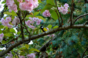 beautiful image bright bird tit on a branch of a flowering tree in the garden