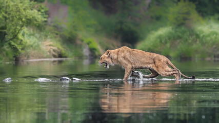 A detailed photo of lioness wading across the lake. Top predator in a natural environment. Lion, Panthera leo.