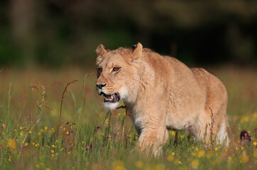 Close-up portrait of a lioness on a sunny savannah. Top predator in a natural environment. Lion, Panthera leo. 