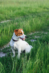 Happy puppy Jack Russell Terrier sitting in the summer meadow.