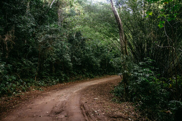 Dirt road in the brazilian forest