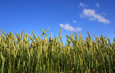 Green cereals on a grain field in summer against a blue sky with clouds