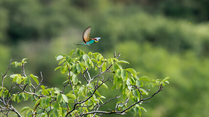 Action photo. Bee-eater flying in a dynamic pose. Flying jewel. European Bee-eater, Merops apiaster