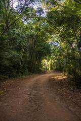 Dirt road in the brazilian forest