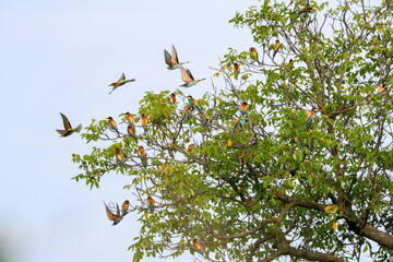 A dream of Ornithologists. A tree covered with a flock of bee-eaters in springtime. Flying jewel. European Bee-eater, Merops apiaster.