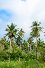 Plakat palm grove. Palm trees in the tropical jungle. Symbol of the tropics and warmth